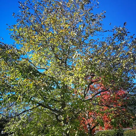 Sportpension Thayer Guest house 3*