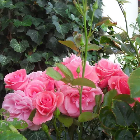 Guest house Sportpension Thayer 3*