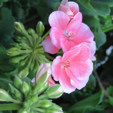 Sportpension Thayer Piesendorf